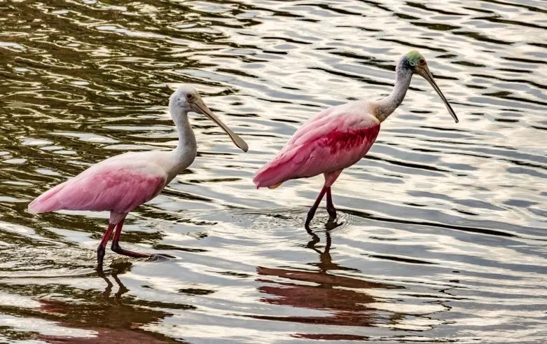 Vero Beach, Florida wildlife found along the golf courses